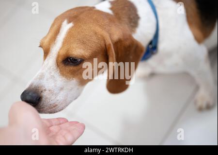 Thema Hundevertrauen. Obdachloser Beagle-Hund riecht Retter Hand Stockfoto