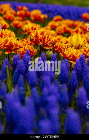 Tulpen unter den Hyazinthen im Fokus. Vertikales Foto im Hintergrund der Frühlingsblumen. Stockfoto