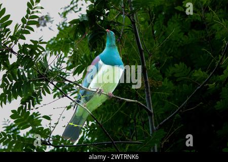 Eine charakteristische kererū (Hemiphaga novaeseelandiae) oder neuseeländische Taube thront in einem Baum bei Kidds Bush bei Wanaka. Die großen Vögel können komisch c sein Stockfoto