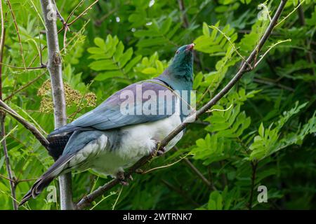 Eine charakteristische kererū (Hemiphaga novaeseelandiae) oder neuseeländische Taube thront in einem Baum bei Kidds Bush bei Wanaka. Die großen Vögel können komisch c sein Stockfoto