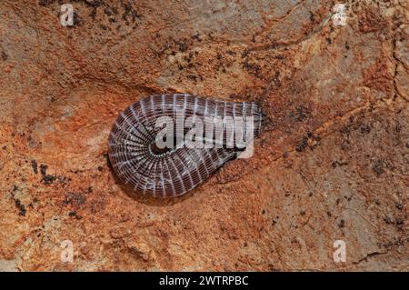 Europäische blinde Schlange in ihrem natürlichen Lebensraum. Xerotyphlops vermicularis. Stockfoto