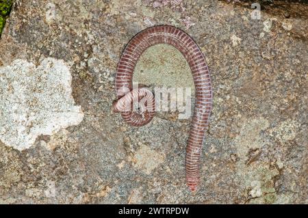 Europäische blinde Schlange in ihrem natürlichen Lebensraum. Xerotyphlops vermicularis. Stockfoto