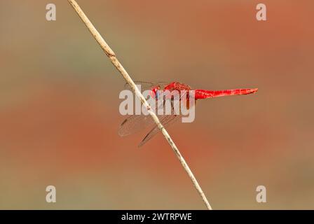 Rote Libelle. Scharlach-Dart-Libelle. Crocothemis erythraea. Stockfoto