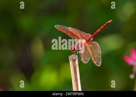Rote Libelle. Scharlach-Dart-Libelle. Crocothemis erythraea. Stockfoto
