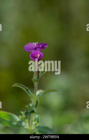 Rosafarbene Blume in der Natur. Blühende große Weidenweide, Epilobium hirsutum Stockfoto