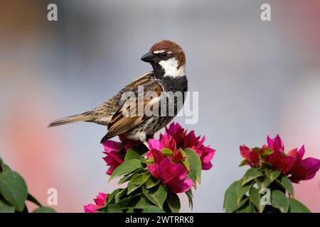 Männlicher spanischer Spatzen (Passer hispaniolensis) auf einer roten Bougainvillea Stockfoto