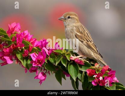 Weibliche Spatze (Passer hispaniolensis) auf einer roten Bougainvillea Stockfoto