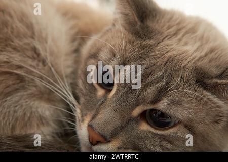 Eine schlafende Katze ruht friedlich auf einem Bett Stockfoto