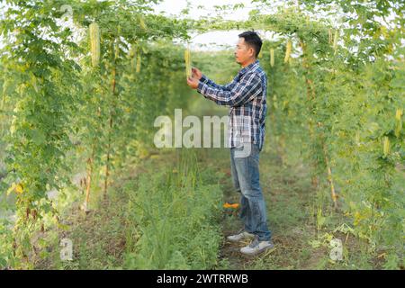 Agrarforschungsbeauftragter, asiatischer Mann bei bitterem Kürbis oder bitterem Melonenwachstum auf Bäumen in Bio-Gemüsebauernhof Stockfoto