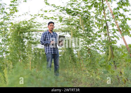 Smart Farming Agriculture Concept, Agricultural Research Officer, Technologiemonitor auf Laptop bei Bitterkürbis- oder Bittermelonenwachstum auf Baum im Organ Stockfoto