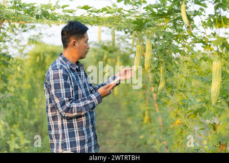 Smart Farming Agriculture Concept, Agricultural Research Officer, Technologie-Überwachung auf Smartphones bei Bitterkürbis oder Bittermelonen auf Bäumen in Stockfoto