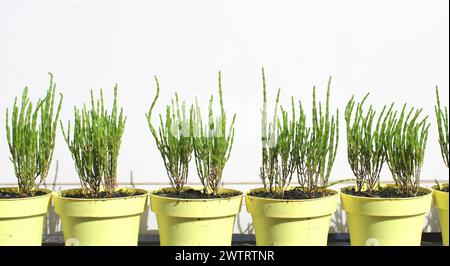 Frisch grüne Salicornia europaea Pflanzenstöcke, Balkongärtnerei in gelben Töpfen (Samphir, Queller, Samphirgrün, Seebohnen, Seespargel) Stockfoto