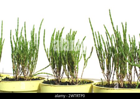 Frisch grüne Salicornia europaea Pflanzenstiele, Balkongärtnerei in gelben Töpfen (Sumpf Samphire, Seebohnen, Samphirgrün, Seebohne, Seespargel Stockfoto