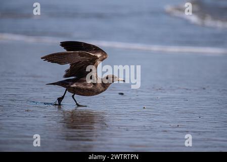 Eine Heermann-Möwe fliegt vom Sandstrand aus. Stockfoto