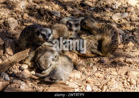 Eine Gruppe von Lazy Sleepy Meerkats, die auf dem Boden schlafen, einer übereinander. Lustige Suricatas-Familie, die in ihrer natürlichen Umgebung ruht. Stockfoto