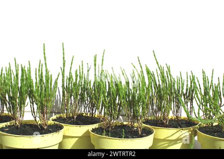 Frisch grüne Salicornia europaea Pflanzenstöcke, Balkongärtnerei in gelben Töpfen (Samphir, Queller, Samphirgrün, Seebohnen, Seespargel) Stockfoto