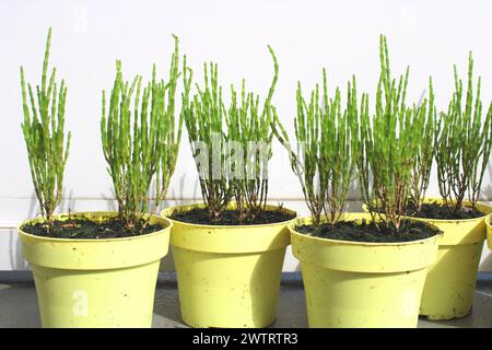 Frisch grüne Salicornia europaea Pflanzenstöcke, Balkongärtnerei in gelben Töpfen (Samphir, Queller, Samphirgrün, Seebohnen, Seespargel) Stockfoto