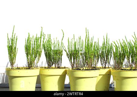 Frisch grüne Salicornia europaea Pflanzenstiele, Balkongärtnerei in gelben Töpfen (Sumpf Samphire, Seebohnen, Samphirgrün, Seebohne, Seespargel Stockfoto