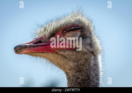 Nahaufnahme eines Straußenkopfes mit geschlossenen Augen an Einem sonnigen Tag in einer Farm in Patra City, Griechenland. Blauer Himmel im Hintergrund. Großer Vogel mit langem Hals. Stockfoto