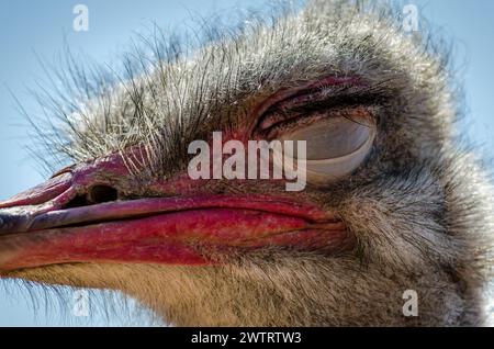 Nahaufnahme eines Straußenkopfes mit geschlossenen Augen an Einem sonnigen Tag in einer Farm in Patra City, Griechenland. Blauer Himmel im Hintergrund. Makrofotografie. Stockfoto