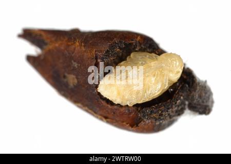 Birnenkäfer oder Birnenkäfer (Anthonomus piri). Eine Birnensäule, die Knospen zerstört. Puppe aus der Blütenknospe des Birnenbaums entfernt. Stockfoto