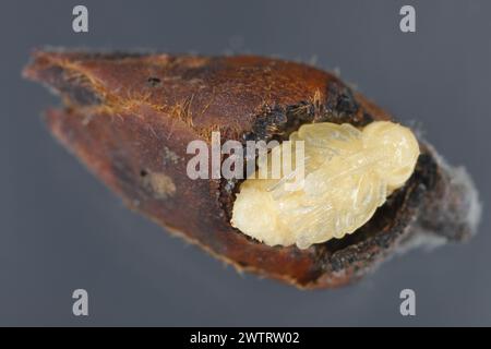 Birnenkäfer oder Birnenkäfer (Anthonomus piri). Eine Birnensäule, die Knospen zerstört. Puppe aus der Blütenknospe des Birnenbaums entfernt. Stockfoto