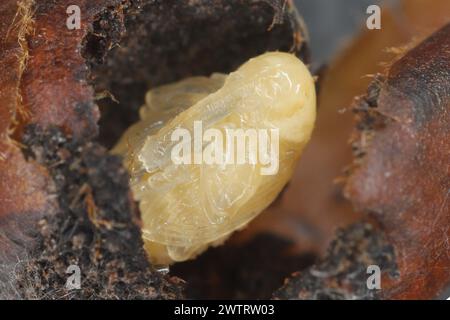 Birnenkäfer oder Birnenkäfer (Anthonomus piri). Eine Birnensäule, die Knospen zerstört. Puppe aus der Blütenknospe des Birnenbaums entfernt. Stockfoto