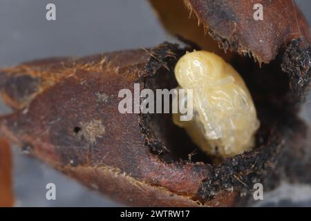 Birnenkäfer oder Birnenkäfer (Anthonomus piri). Eine Birnensäule, die Knospen zerstört. Puppe aus der Blütenknospe des Birnenbaums entfernt. Stockfoto