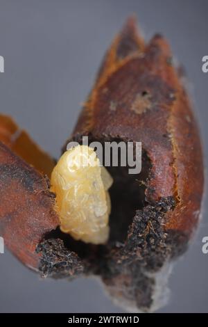 Birnenkäfer oder Birnenkäfer (Anthonomus piri). Eine Birnensäule, die Knospen zerstört. Puppe aus der Blütenknospe des Birnenbaums entfernt. Stockfoto