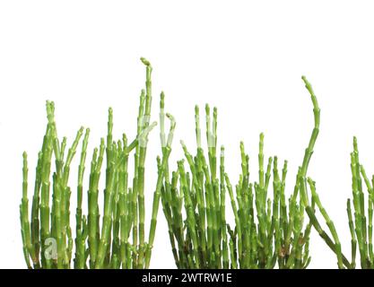 Nahaufnahme, frisch grüne Salicornia europaea Salzpflanze isoliert (Queller, Zeekraal, Glaskraut, Essiggras, Essiggras, marsh Samphir, SeeSpargel) Stockfoto