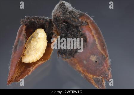 Birnenkäfer oder Birnenkäfer (Anthonomus piri). Eine Birnensäule, die Knospen zerstört. Puppe aus der Blütenknospe des Birnenbaums entfernt. Stockfoto