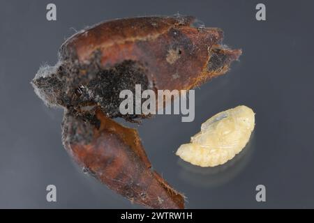 Birnenkäfer oder Birnenkäfer (Anthonomus piri). Eine Birnensäule, die Knospen zerstört. Puppe aus der Blütenknospe des Birnenbaums entfernt. Stockfoto