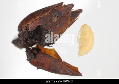 Birnenkäfer oder Birnenkäfer (Anthonomus piri). Eine Birnensäule, die Knospen zerstört. Puppe aus der Blütenknospe des Birnenbaums entfernt. Stockfoto