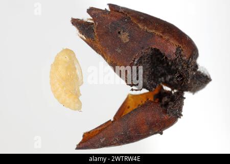 Birnenkäfer oder Birnenkäfer (Anthonomus piri). Eine Birnensäule, die Knospen zerstört. Puppe aus der Blütenknospe des Birnenbaums entfernt. Stockfoto