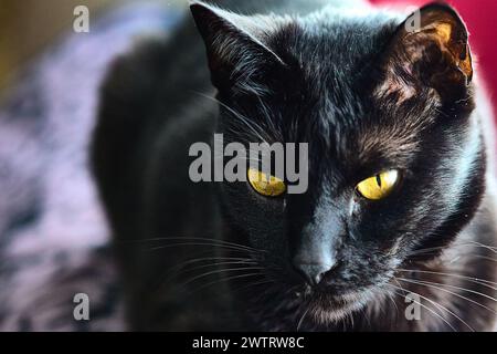 Schwarze Katze sitzt auf einem Hügel Stockfoto