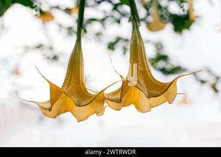 Schöne gelbe Datura-Blüten (Brugmansia aurea), die goldene Engeltrompete in einem Garten. Nahaufnahme. Stockfoto