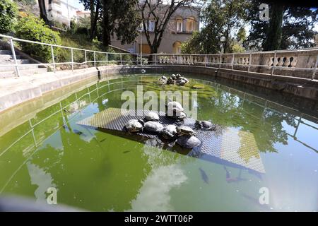 Rijeka, Kroatien. März 2024. Teichschildkröten leben in einem Brunnen, der Teil des Wasserreservoirs Vidikovac an der City Water Supply am Boulevard am 19. März 2024 in Rijeka, Kroatien ist. Ehemalige Besitzer ließen die Schildkröten hier, als sie aus den Aquarien, in denen sie als Haustiere gehalten wurden, herauswuchsen. Foto: Goran Kovacic/IXSELL Credit: Pixsell/Alamy Live News Stockfoto