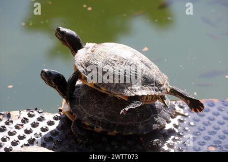 Rijeka, Kroatien. März 2024. Teichschildkröten leben in einem Brunnen, der Teil des Wasserreservoirs Vidikovac an der City Water Supply am Boulevard am 19. März 2024 in Rijeka, Kroatien ist. Ehemalige Besitzer ließen die Schildkröten hier, als sie aus den Aquarien, in denen sie als Haustiere gehalten wurden, herauswuchsen. Foto: Goran Kovacic/IXSELL Credit: Pixsell/Alamy Live News Stockfoto