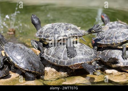 Rijeka, Kroatien. März 2024. Teichschildkröten leben in einem Brunnen, der Teil des Wasserreservoirs Vidikovac an der City Water Supply am Boulevard am 19. März 2024 in Rijeka, Kroatien ist. Ehemalige Besitzer ließen die Schildkröten hier, als sie aus den Aquarien, in denen sie als Haustiere gehalten wurden, herauswuchsen. Foto: Goran Kovacic/IXSELL Credit: Pixsell/Alamy Live News Stockfoto