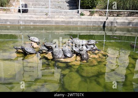 Rijeka, Kroatien. März 2024. Teichschildkröten leben in einem Brunnen, der Teil des Wasserreservoirs Vidikovac an der City Water Supply am Boulevard am 19. März 2024 in Rijeka, Kroatien ist. Ehemalige Besitzer ließen die Schildkröten hier, als sie aus den Aquarien, in denen sie als Haustiere gehalten wurden, herauswuchsen. Foto: Goran Kovacic/IXSELL Credit: Pixsell/Alamy Live News Stockfoto