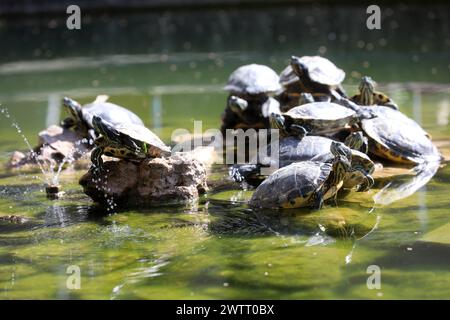 Rijeka, Kroatien. März 2024. Teichschildkröten leben in einem Brunnen, der Teil des Wasserreservoirs Vidikovac an der City Water Supply am Boulevard am 19. März 2024 in Rijeka, Kroatien ist. Ehemalige Besitzer ließen die Schildkröten hier, als sie aus den Aquarien, in denen sie als Haustiere gehalten wurden, herauswuchsen. Foto: Goran Kovacic/IXSELL Credit: Pixsell/Alamy Live News Stockfoto