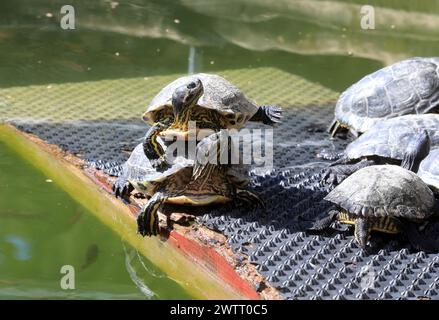 Rijeka, Kroatien. März 2024. Teichschildkröten leben in einem Brunnen, der Teil des Wasserreservoirs Vidikovac an der City Water Supply am Boulevard am 19. März 2024 in Rijeka, Kroatien ist. Ehemalige Besitzer ließen die Schildkröten hier, als sie aus den Aquarien, in denen sie als Haustiere gehalten wurden, herauswuchsen. Foto: Goran Kovacic/IXSELL Credit: Pixsell/Alamy Live News Stockfoto