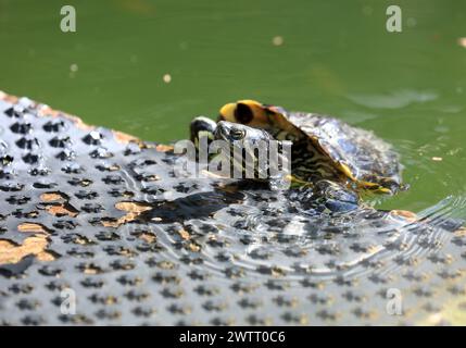 Rijeka, Kroatien. März 2024. Teichschildkröten leben in einem Brunnen, der Teil des Wasserreservoirs Vidikovac an der City Water Supply am Boulevard am 19. März 2024 in Rijeka, Kroatien ist. Ehemalige Besitzer ließen die Schildkröten hier, als sie aus den Aquarien, in denen sie als Haustiere gehalten wurden, herauswuchsen. Foto: Goran Kovacic/IXSELL Credit: Pixsell/Alamy Live News Stockfoto