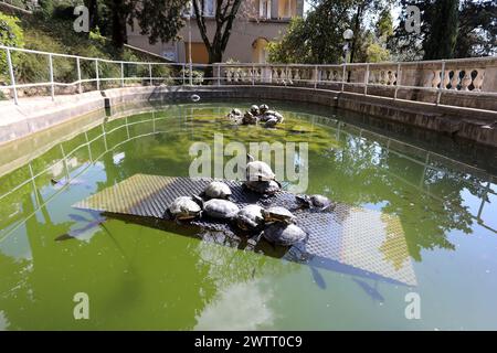 Rijeka, Kroatien. März 2024. Teichschildkröten leben in einem Brunnen, der Teil des Wasserreservoirs Vidikovac an der City Water Supply am Boulevard am 19. März 2024 in Rijeka, Kroatien ist. Ehemalige Besitzer ließen die Schildkröten hier, als sie aus den Aquarien, in denen sie als Haustiere gehalten wurden, herauswuchsen. Foto: Goran Kovacic/IXSELL Credit: Pixsell/Alamy Live News Stockfoto