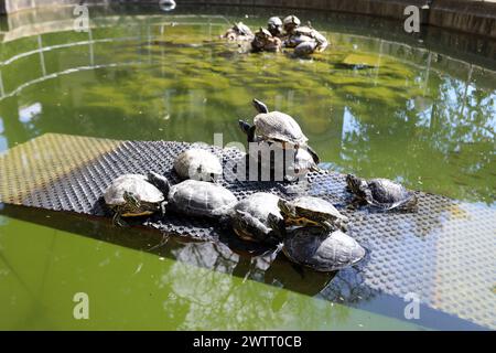 Rijeka, Kroatien. März 2024. Teichschildkröten leben in einem Brunnen, der Teil des Wasserreservoirs Vidikovac an der City Water Supply am Boulevard am 19. März 2024 in Rijeka, Kroatien ist. Ehemalige Besitzer ließen die Schildkröten hier, als sie aus den Aquarien, in denen sie als Haustiere gehalten wurden, herauswuchsen. Foto: Goran Kovacic/IXSELL Credit: Pixsell/Alamy Live News Stockfoto