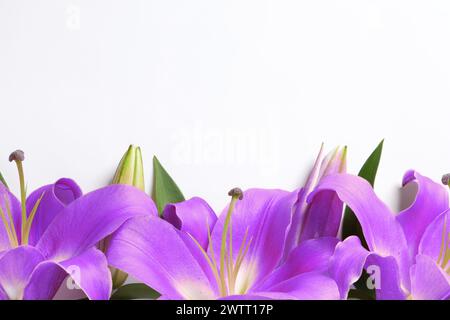 Violette Lilienblüten auf weißem Hintergrund. Beerdigungsattribute Stockfoto