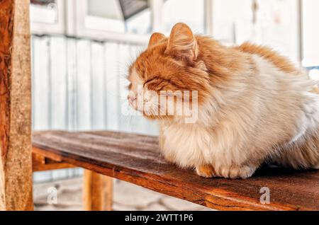 Traurige rote Straßenkatze liegt auf Holzbank und schläft. Zur Frage der Pflege von obdachlosen Tieren Stockfoto