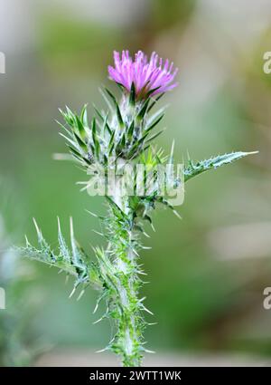 Cirsium arvense vor dem Hintergrund der Natur Stockfoto