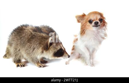 Junger Waschbär und chihuahua vor weißem Hintergrund Stockfoto