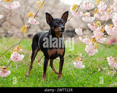 Bild des Miniatur-Pinschers in der Natur Stockfoto